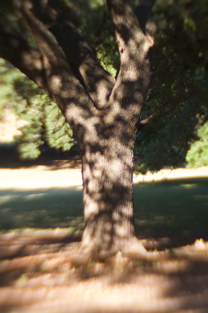 Dappled Tree